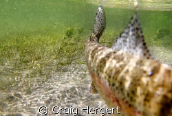 A large rainbow trout swims directly at the camera in the... by Craig Hergert 